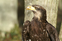 Aigle